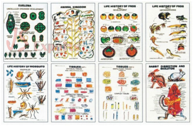 ZOOLOGY-II (Set of 8)